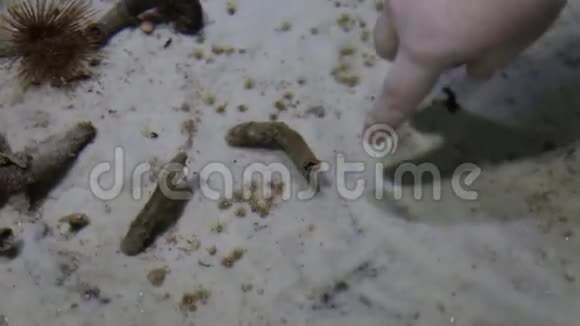 一个孩子手触摸沙底背景上的海虫原虫海洋生物视频的预览图