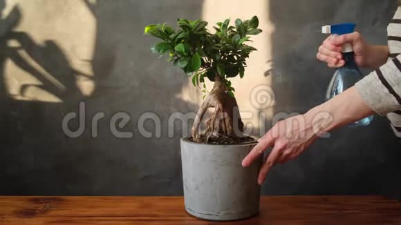 盆栽植物护理理念女性用喷水器喷洒家庭植物视频的预览图