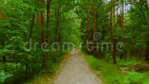 穿过森林的土路视频的预览图