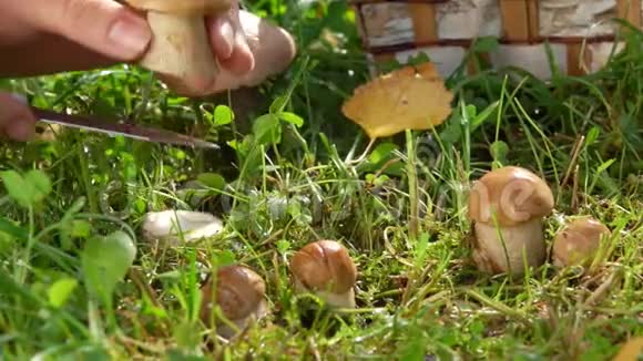 在夏天一只手在草地上采摘新鲜的蘑菇视频的预览图