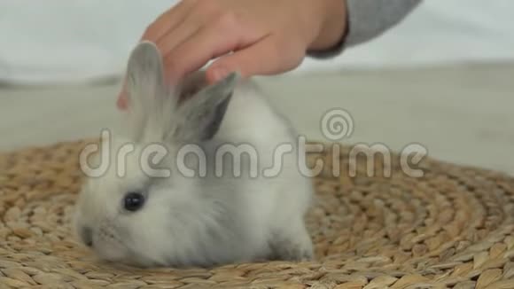 孩子的手温柔地抚摸着一只灰毛绒的小兔子视频的预览图