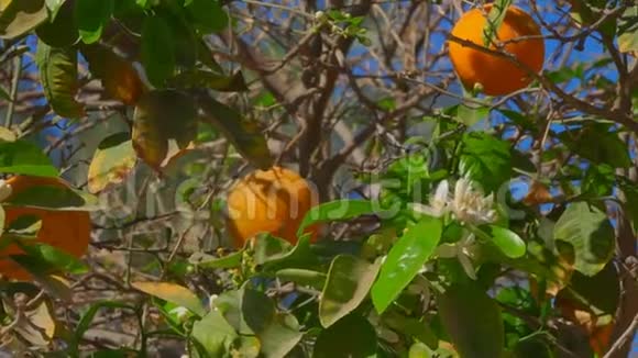 蓝色天空背景上有成熟橘子和花朵的柑橘树视频的预览图