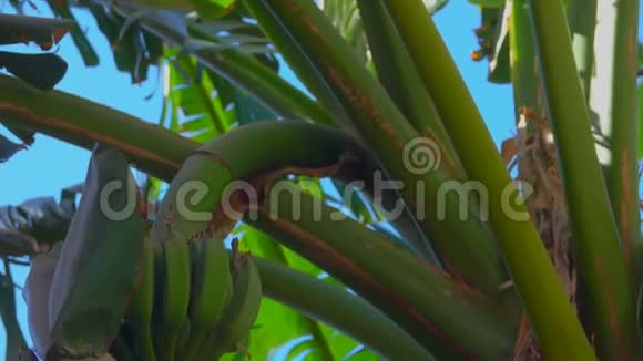 在香蕉树上生长的生香蕉果实视频的预览图
