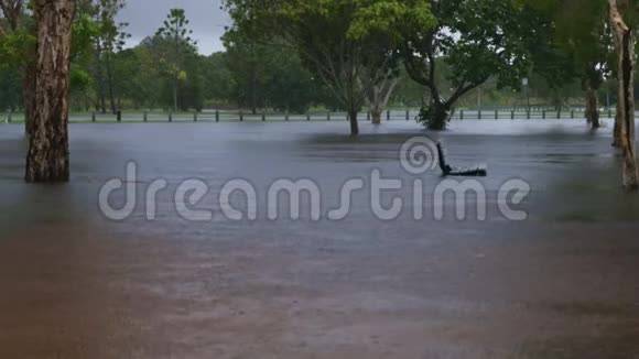 澳大利亚昆士兰黄金海岸持续大雨引起的洪水视频的预览图