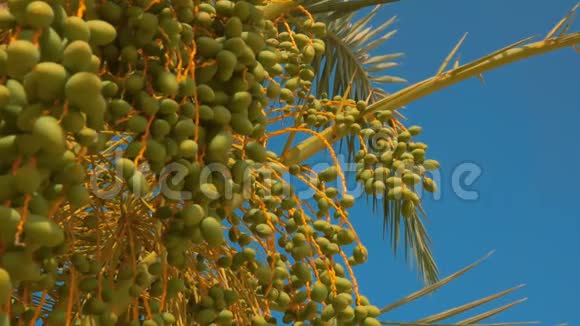 在天空的背景下用绿色的果实将椰枣的手掌合上视频的预览图