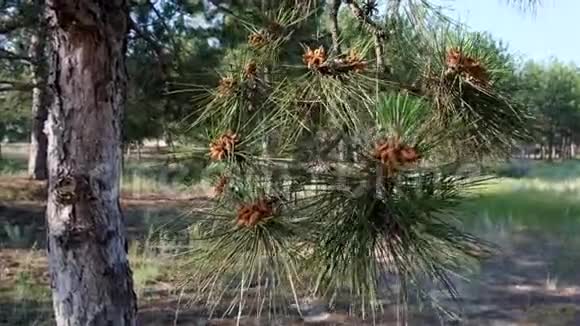 一个夏天绿松枝带着幼圆锥在森林里视频的预览图
