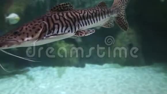 长颈鹿鲶鱼在海藻石的背景下近距离游泳海洋生物视频的预览图