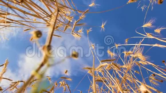 自下而上的小穗金小麦和飞鸟视频的预览图