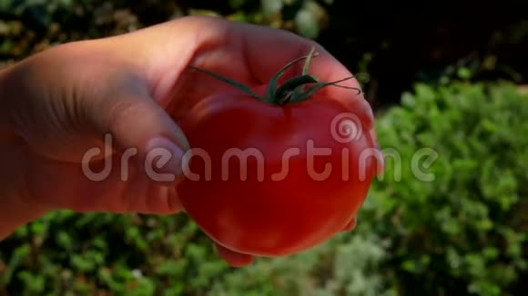 女人的手把美味的红番茄放在有刨花的木箱里视频的预览图