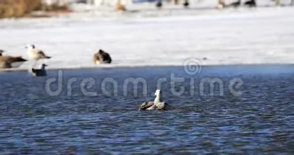 海鸥在河上洗澡来自北美的自然场景视频的预览图