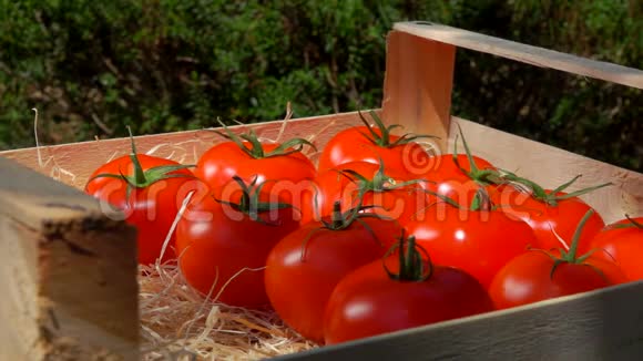 在阳光明媚的一天雌性手把成熟多汁的红西红柿放进木箱里视频的预览图