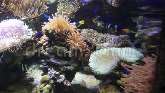 珊瑚礁海底的全景漂浮着奇异的鱼海洋生物视频的预览图
