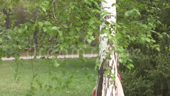 一个女人靠近桦树的肖像视频的预览图