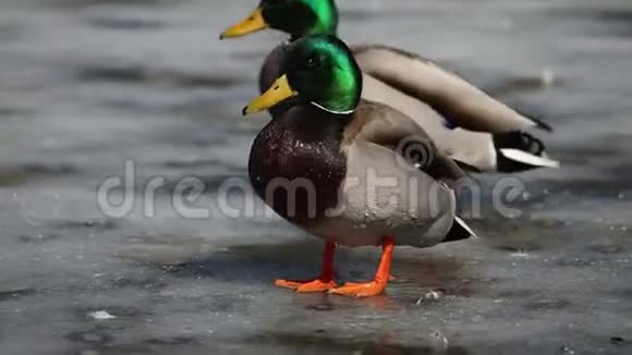 马拉德鸭在冰冻的池塘里视频的预览图