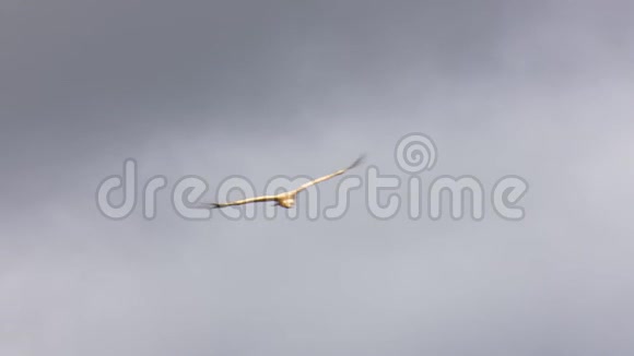 格里芬秃鹫在群山之间飞翔背景是云视频的预览图