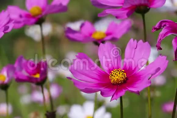 粉红色的墨西哥星号或宇宙花朵在自然花园中绽放有微风的室外背景视频的预览图