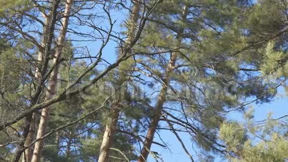 在蓝天背景晴天微风动感的春天森林中的松树视频的预览图