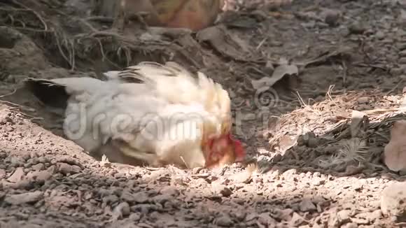 土坑背景中的公鸡视频的预览图