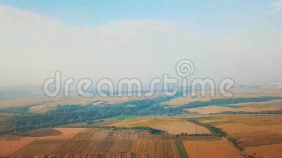 鸟瞰美丽的广阔的黄色田野成熟的小麦和蓝天与淡淡的晨雾视频的预览图