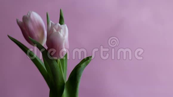 节日用的粉红色郁金香女人节情人节名字节在黑暗的背景下视频的预览图