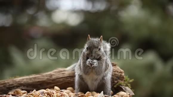 东灰色松鼠在喂食器上吃坚果视频的预览图