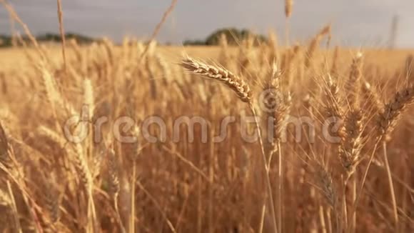 一大片田野背景下成熟的金色小麦视频的预览图