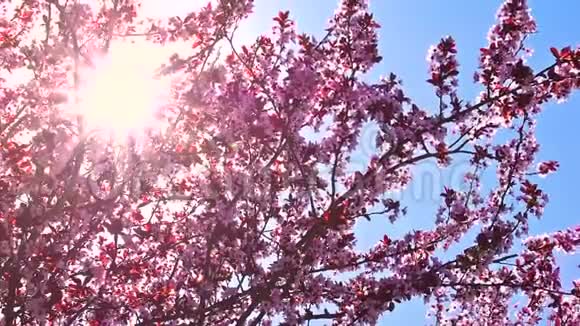 在春风和阳光下绽放果树视频的预览图