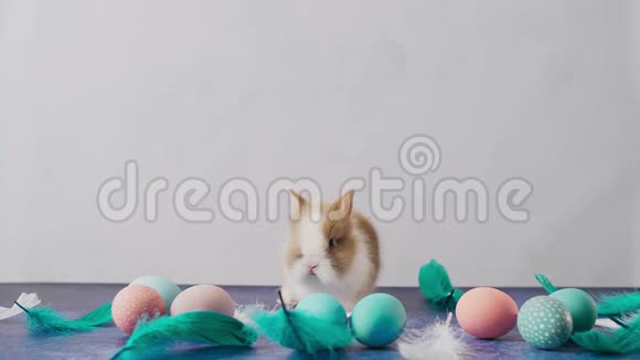 可爱的复活节兔子在桌子上有五颜六色的鸡蛋和羽毛复活节节日装饰品复活节概念背景视频的预览图
