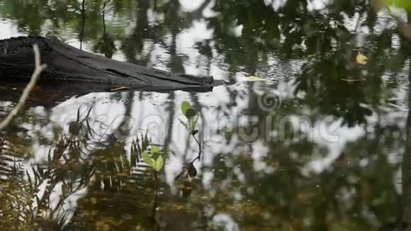 红树林中的紫穗槐马河岛塞舌尔视频的预览图