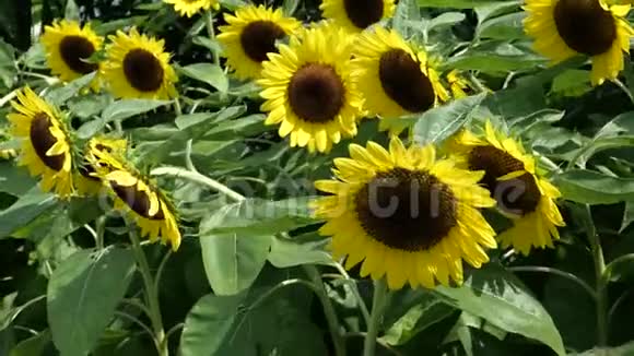 在阳光明媚的日子在花园里合上向日葵视频的预览图