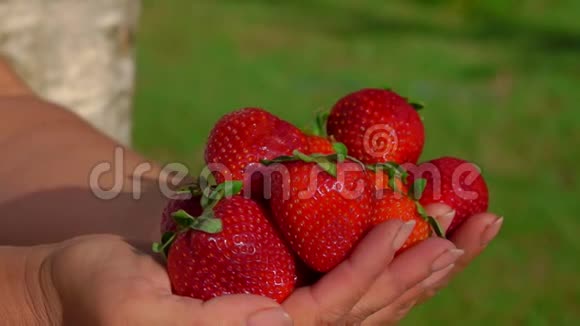 满是红红的令人垂涎三尺的草莓的雌手全景视频的预览图