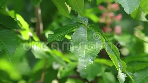 美丽的粉红色栗子花晴天微风视频的预览图