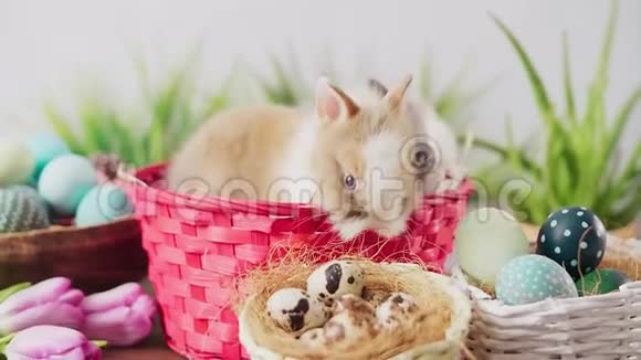 可爱的复活节兔子在篮子里五颜六色的鸡蛋和郁金香在木桌上复活节节日装饰品复活节概念背景视频的预览图