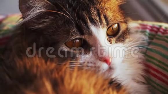 一只红眼睛的漂亮小猫是毛茸茸的猫慢动作特写视频的预览图