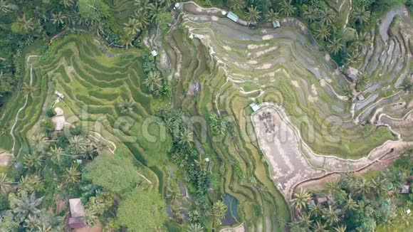 印度尼西亚巴厘Ubud的特加拉朗稻米梯田空中镜头视频的预览图