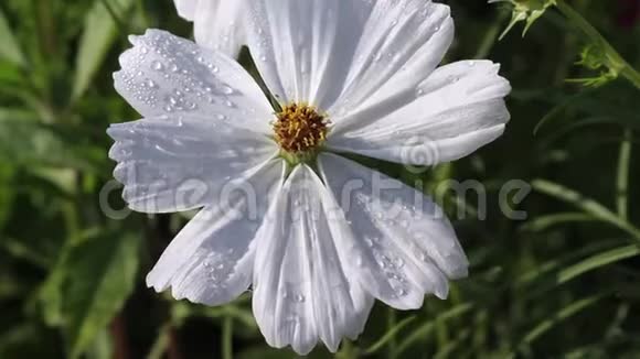 白色的墨西哥星号或宇宙花朵随自然花园室外背景的水滴而绽放视频的预览图