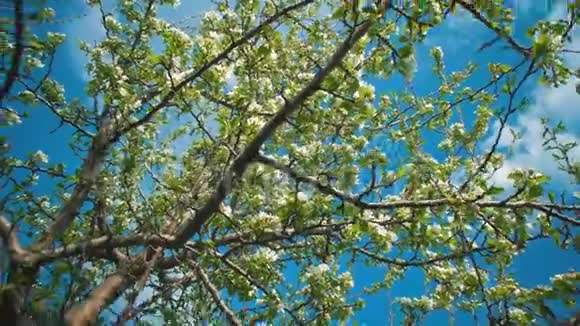 在蓝天的映衬下一棵棵枯萎的苹果树视频的预览图