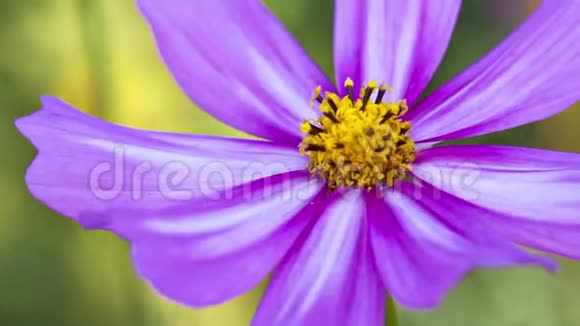 紫色墨西哥星号或宇宙花朵在自然花园中绽放有轻风室外背景视频的预览图