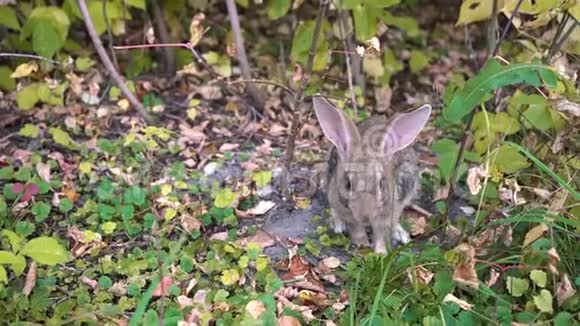 秋天森林里的野兔视频的预览图