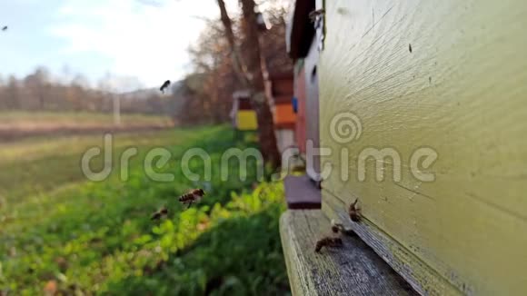蜜蜂从蜂巢飞来飞去视频的预览图