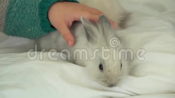 手温柔地抚摸着一只可爱的灰毛绒小兔子视频的预览图