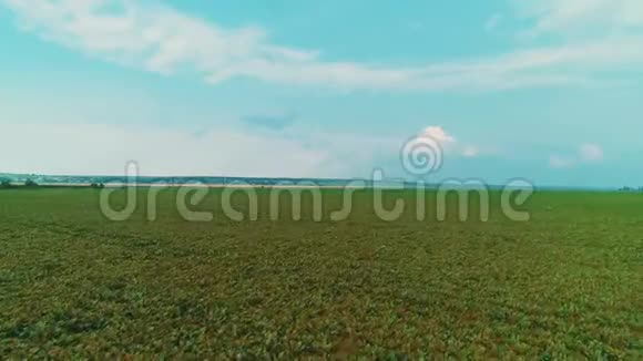 种植农业甜菜田鸟瞰流畅蓝天清澈视频的预览图