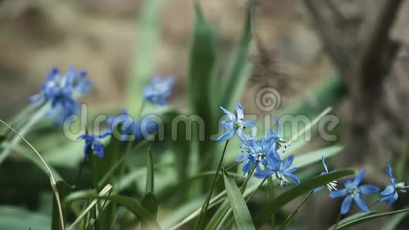 在户外的微风中柔和的蓝色花朵在摇动在花园里生长的红花大自然的美视频的预览图