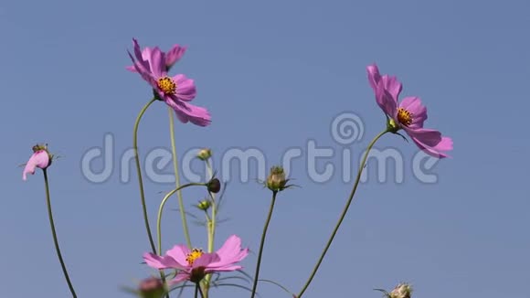 粉红色的墨西哥星号或宇宙花朵在明亮的蓝天背景下的自然花园中绽放视频的预览图