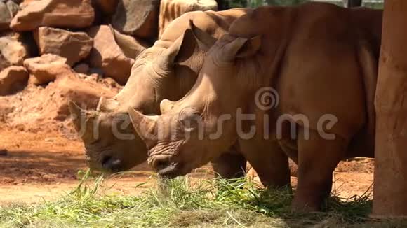 红土犀牛或白犀牛视频的预览图