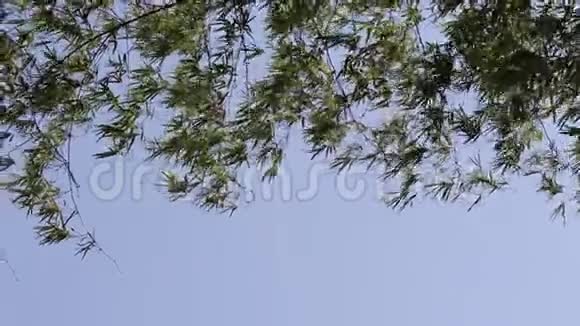 蓝蓝的天空背景上的竹树顶和风吹树叶视频的预览图