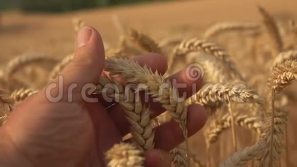 手在一片广袤的田野上触摸着成熟的金色麦穗视频的预览图