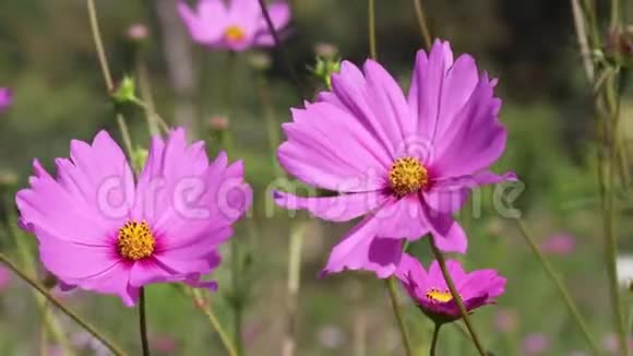 粉红色的墨西哥星号或宇宙花朵在自然花园中绽放有微风的室外背景视频的预览图