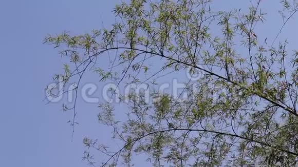 蓝蓝的天空背景上的竹树顶和风吹树叶视频的预览图