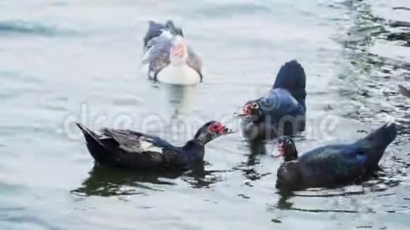 几只野鸭在湖里游泳特写镜头慢动作视频的预览图